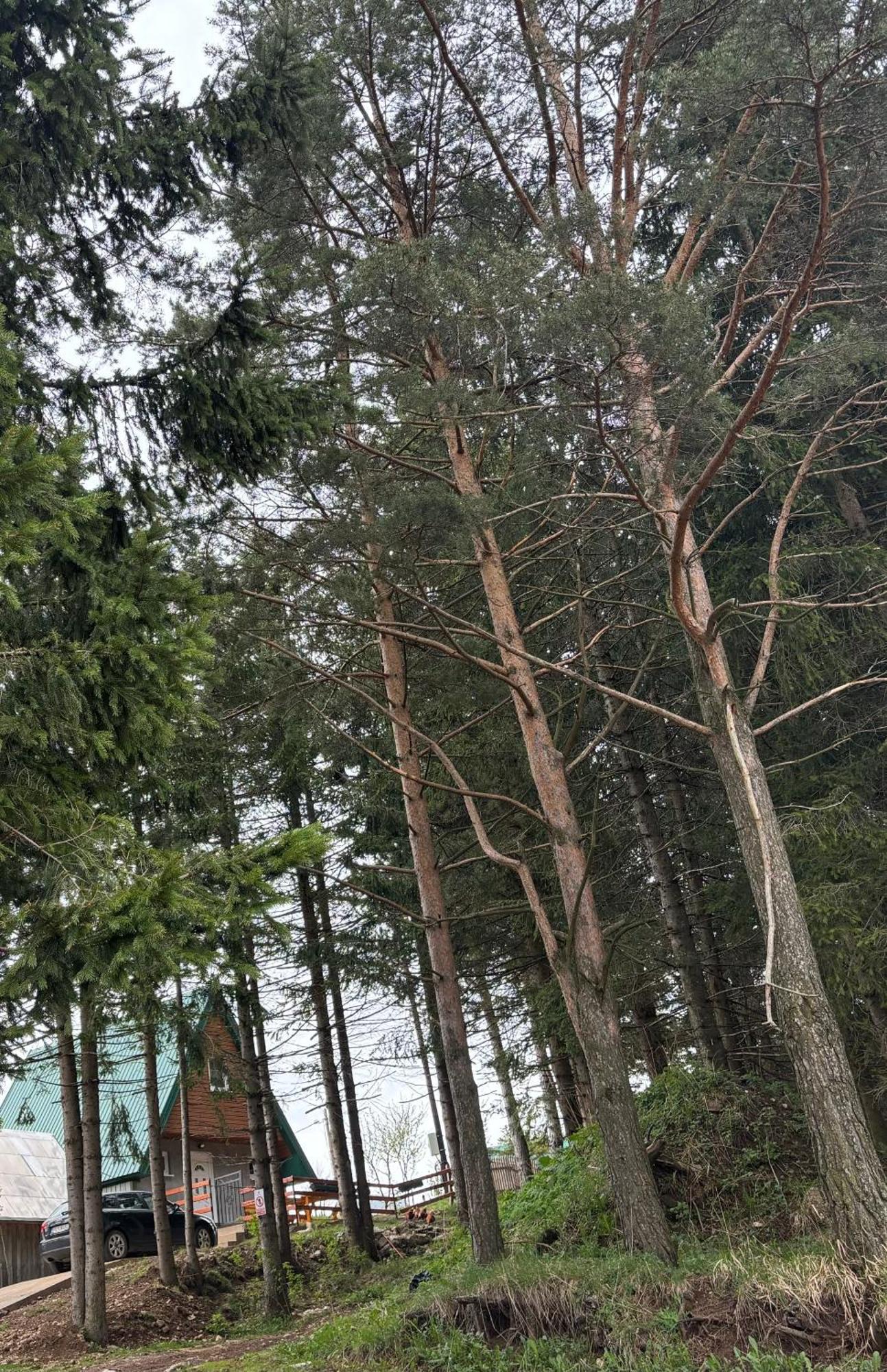 Holiday Home ,,Lazar" Žabljak Exterior foto